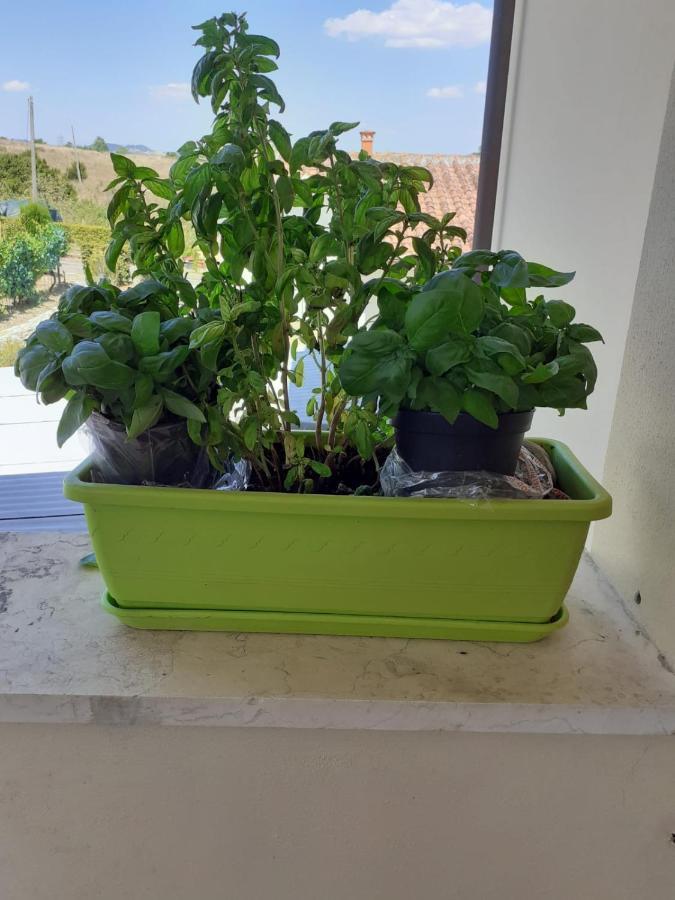 Appartamento la terrazza del silenzio Fattoria Spedaletto Esterno foto
